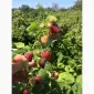 Продам готовий бізнес. Плантація малини 2га - фото № 7