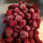 Продам малину заморожену - фото № 1