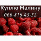 Завод переработчик закупает крупным и мелким оптом малину - фото № 1