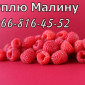 Завод закупает малину в неограниченном количестве!Высокая цена - фото № 1