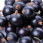 Купимо чорну смородину - фото № 1