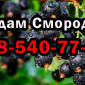На постійній основі продаю ягоду смородини 2025 року врожаю - фото № 1