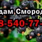 На постоянной основе продаю ягоду смородины 2025 года урожая - фото № 1