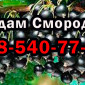Продаж смородини оптом! Урожай 2025 року. Власна заготівля - фото № 1
