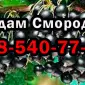 Продам оптом смородину! Урожай 2025 року. Власна заготівля - фото № 1