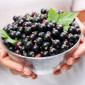 Купую смородину оптом - фото № 1