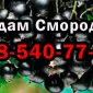 Реалізую дрібним та великим оптом ягоду смородини високої якості - фото № 1