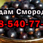 Пропоную смородину оптом у будь-якій кількості! Сезон 2025 - фото № 1