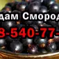 Продам оптом смородину в любом количестве! ОПТ! 2025 - фото № 1