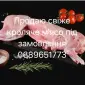 Продам кролики , кролячі тушки - фото № 1