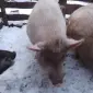 Продам свиней живим весом - фото № 1