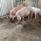 Продаються кнури, кабанчики та свині живою вагою - фото № 1