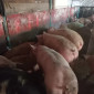 Продаются свиньи живым весом - фото № 1