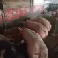 Продам свиней живим весом - фото № 1