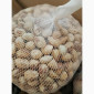 Продам орех Фундук (очищенный и неочищенный) - фото № 3