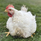 Продается домашний бройлер живым весом - фото № 1
