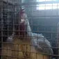 Продам бройлера живим весом. Бройлер живий вага. - фото № 1
