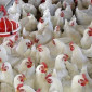 Курчата бройлерів різного віку на продажу - фото № 1