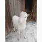Продам козлика - фото № 1