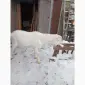 Продам козлика - фото № 2