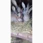 Кролики - фото № 6