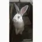 Продаю кроликов - фото № 1