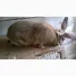 Продаю кроликов - фото № 3