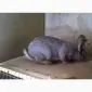 Продаю кроликов - фото № 4
