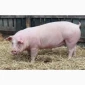 Куплю свиней живою вагою от 50 гол и выше разных весовых категорий - фото № 1