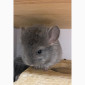 Шиншилла Ангора фиолетовая самка - фото № 2