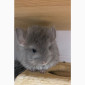 Шиншилла Ангора фиолетовая самка - фото № 3