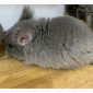 Шиншилла Ангора фиолетовая самка - фото № 5