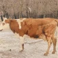 Продается корова для содержания - фото № 2