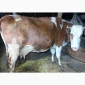 Продается корова для содержания - фото № 3
