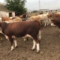 Закупівля биків, корів та телят - фото № 1