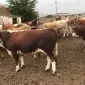 За купляємо бики корови телята - фото № 1
