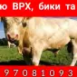 Куплю КРС - фото № 1