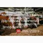 Покупка худобы дорого - фото № 1
