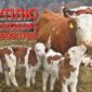 Куплю бычков разных пород от благополучных Ф/Г - фото № 1
