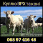 Куплю ВРХ: коровы, быки, телята - фото № 1