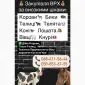 Куплю КРС дорого - фото № 1