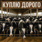 Куплю корови телята - фото № 1