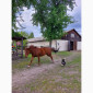 Денники для ваших коней в оренду - фото № 3