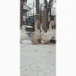 Яйця гусей холмогор - фото № 1