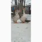Яйця гусей холмогор - фото № 2