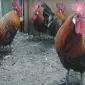 Інкубаційне яйце.(Курчата) Брекель срібло - фото № 1