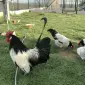 Інкубаційне яйце.(Курчата) Лакенфельдер. Птиця - фото № 3