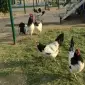 Інкубаційне яйце.(Курчата) Лакенфельдер. Птиця - фото № 6
