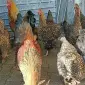 Інкубаційне яйце.(Курчата) ВІАНДОТ фарфоровий - фото № 3