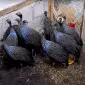 Інкубаційне яйце Цесарка Грифова. Пропоную молодняк цесарок - фото № 1